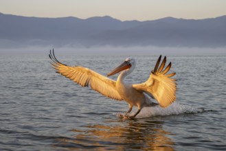 Dalmatian Pelican (Pelecanus crispus), Dalmatian Pelican in landing approach, morning light, in