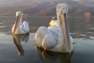 Dalmatian Pelican (Pelecanus crispus), Dalmatian Pelican, swimming, morning mood, wide-angle shot,
