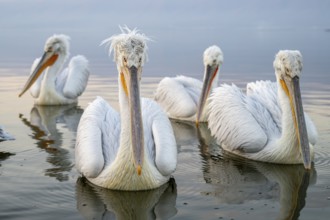 Four Dalmatian pelicans (Pelecanus crispus), Dalmatian pelican, swimming, morning mood, in