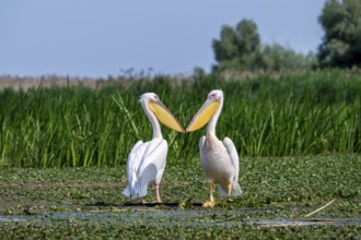 Pink pelicans (Pelecanus onocrotalus), standing on the bank, Danube Delta, Romania