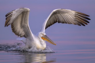 Dalmatian Pelican (Pelecanus crispus), Dalmatian Pelican, landing, morning mood, close up, in