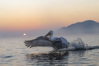 Dalmatian Pelican (Pelecanus crispus), Dalmatian Pelican, flying, morning mood, in splendour, Lake