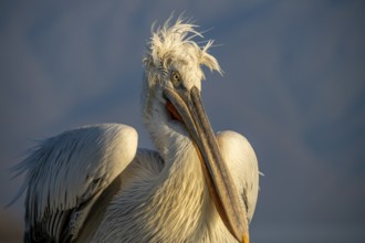 Dalmatian Pelican (Pelecanus crispus), Dalmatian Pelican, morning mood, close up, Lake Kerkini,