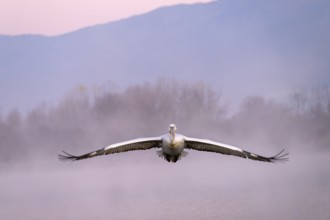 Dalmatian Pelican (Pelecanus crispus), Dalmatian Pelican, flying, morning mood, fog, in splendour,