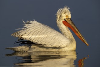 Dalmatian Pelican (Pelecanus crispus), Dalmatian Pelican, swimming, sideways, morning light, in