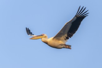 Pink pelican (Pelecanus onocrotalus), flying, Danube Delta, Romania