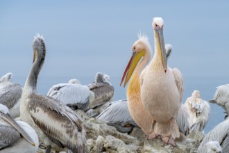 Dalmatian Pelican (Pelecanus crispus), Dalmatian Pelican and Pink Pelican (Pelecanus onocrotalus),