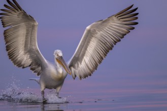 Dalmatian Pelican (Pelecanus crispus), Dalmatian Pelican, flying, morning mood, close up, in