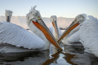 Four Dalmatian pelicans (Pelecanus crispus), Dalmatian pelican, swimming, morning mood, wide-angle