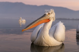 Dalmatian Pelican (Pelecanus crispus), Dalmatian Pelican, swimming, morning mood, wide-angle shot,