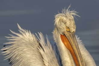 Dalmatian Pelican (Pelecanus crispus), Dalmatian Pelican, swimming, close up, morning light, in