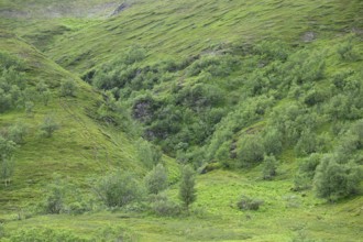 Lush green hills with thick vegetation and trees birch and willow bushes in a peaceful landscape,