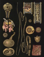 Scientific illustration with details, pork tapeworm, Taenia solium, school picture, authentic