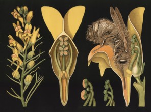 Scientific illustration with details, common flaxwort, Linaria vulgaris, school picture, authentic