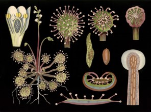 Scientific illustration with details, round-leaf sundew, Drosera rotundifolia, school painting,