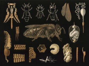 Scientific illustration with details, honeybee, Apis mellifera, school picture, authentic