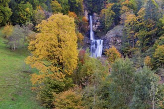 Autumn-coloured sycamore maple (Acer pseudo plantanus), at the Diesbach waterfall, Canton Glarus,