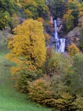Autumn-coloured sycamore maple (Acer pseudo plantanus), at the Diesbach waterfall, Canton Glarus,