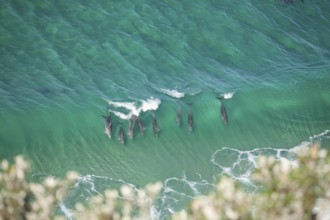 A pod of dolphins swims through turquoise waves near the iconic lighthouse in crystal clear water.