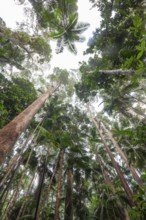 Upward view into ancient Gondwana forest canopy at Minyon Falls track, Lismore, Nightcap National