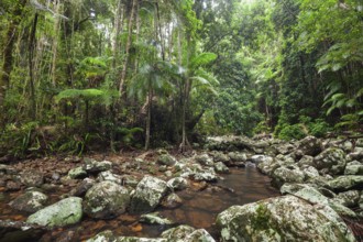 Creek flows through ancient subtropical Gondwana forest at Repentance Creek on Minyon Falls track,
