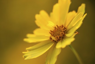 Single yellow flower, girl's eye (Coreopsis grandiflora, variety Full Moon)