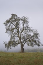 Solitary pear tree (Pyrus) in the fog. Rhine-Neckar district, Baden-Württemberg, Germany