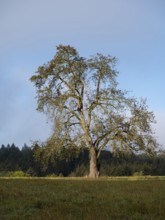 Solitary pear tree (Pyrus) . Rhine-Neckar district, Baden-Württemberg, Germany