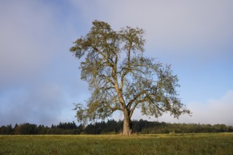 Solitary pear tree (Pyrus) . Rhine-Neckar district, Baden-Württemberg, Germany