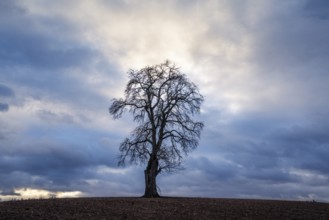 Solitary pear tree (Pyrus) in front of a dramatic cloudy sky, evening light. Rhine-Neckar district,