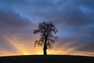 Solitary pear tree (Pyrus) at sunset with sunbeams. Rhine-Neckar district, Baden-Württemberg,