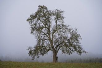 Solitary pear tree (Pyrus) in the fog. Rhine-Neckar district, Baden-Württemberg, Germany