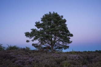 A pine tree in the blooming Mehlinger Heide after sunset. Mehlinger Heide Nature Reserve,