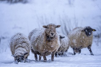 Winter weather, blowing snow, sheep on a snowy pasture, looking for food, thick fur, Elfringhauser