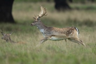 Male fallow deer (dama dama) in the run, Klamptenborg, Copenhagen, Denmark