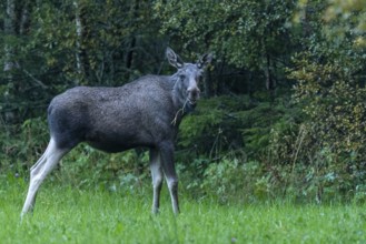 Moose (Alces alces) in a meadow, Lauvsnes, Nordtronderlag, Norway