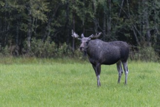 Male moose (Alces alces) in a meadow, Lauvsnes, Nordtronderlag, Norway
