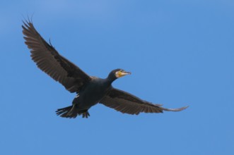 Cormorant (Phalacrocorax carbo) in flight, Stralsund, Mecklenburg-Western Pomerania, Germany