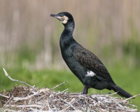 Cormorant (Phalacrocorax carbo) in the breeding colony, Stralsund, Mecklenburg-Western Pomerania,
