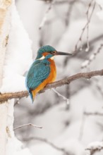 Kingfisher (Alcedo atthis) in winter, Vechta, Lower Saxony, Germany