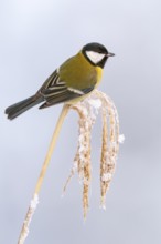 Great tit (Parus major) at the winter feeding site, Neuhaus im Solling, Holzminden, Lower Saxony,