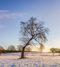 Winter landscape, fields and fields in Berlin Lübars, a village in Berlin Reinickendorf, Germany