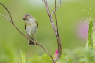 The willow warbler (Phylloscopus trochilus) parents bring food for the young birds every minute,