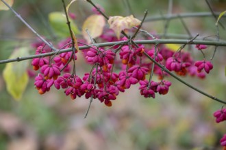 Common spindle bush (Euonymus europaeus), Bavaria, Germany