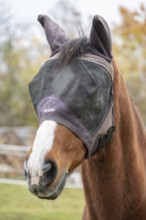 Horse with fly protection in paddock, Bavaria, Germany