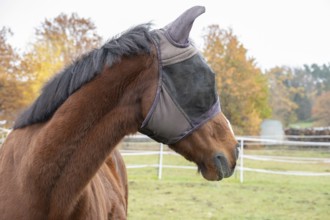 Horse with fly protection in paddock, Bavaria, Germany