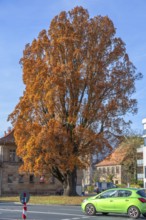 Large oak (Quercus) in bright autumn foliage, Fürth, Middle Franconia, Bavaria, Germany