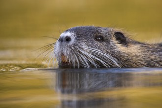 Nutria (Myocastor coypus) in a body of water, Osnabrück, Lower Saxony, Germany