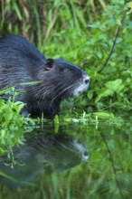 Nutria (Myocastor coypus) in a body of water, Osnabrück, Lower Saxony, Germany