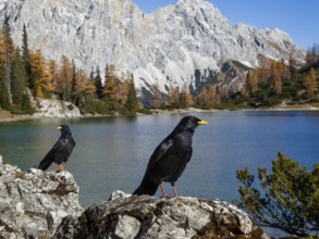 Alpine choughs (Pyrrhocorax graculus), at Lake Seebensee with Zugspitze and Wetterstein mountains,